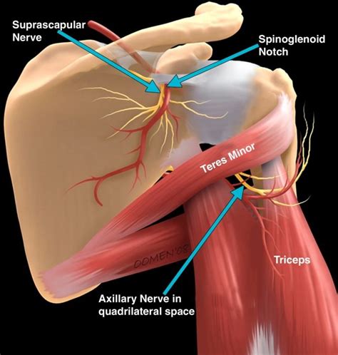 Anatomy & Physiotherapy - Anatomy & Physiotherapy | Nerve anatomy ...