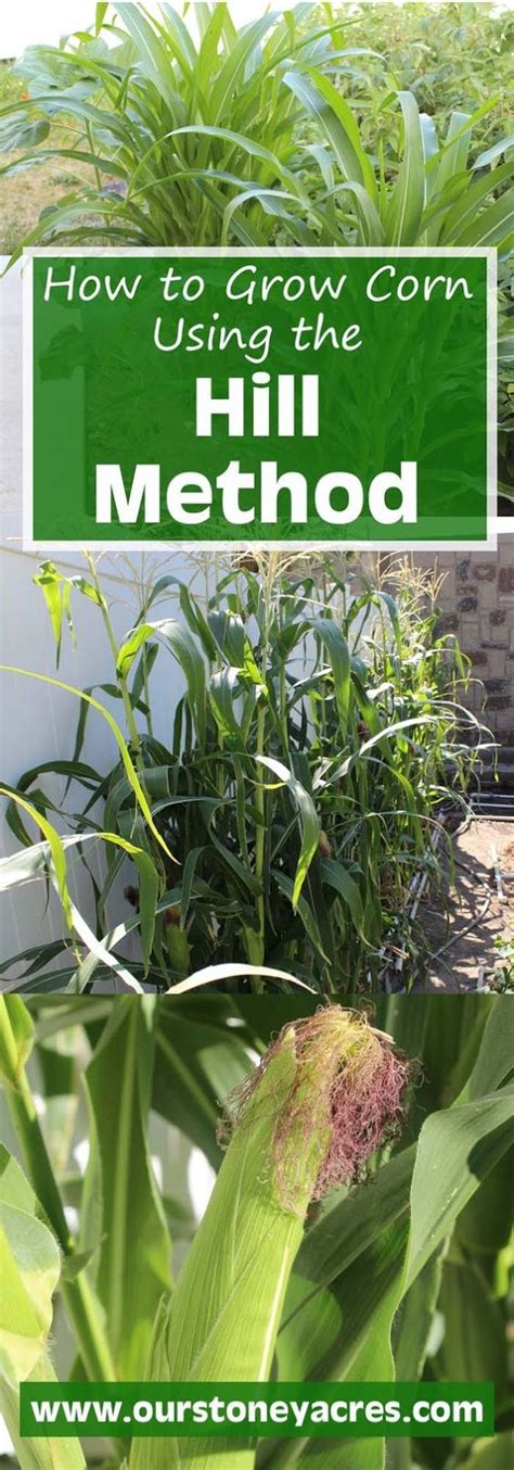 How to Grow Sweet Corn, Growing Planting Harvesting Corn - Everything ...