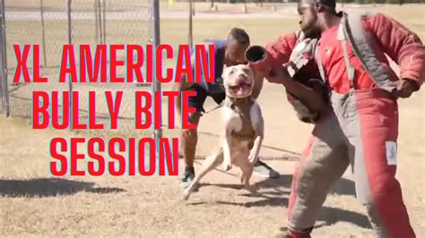 Working XL American Bully PROTECTION TRAINING - YouTube