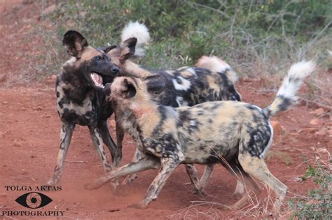 Top 10 reasons to save the African wild dog | Kate on Conservation