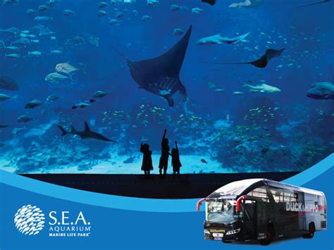 S.E.A. Aquarium with 1-way transfer - Attractions & Passes - Tours ...