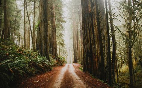 Download Fog Redwood Forest Dirt Road Nature Path HD Wallpaper