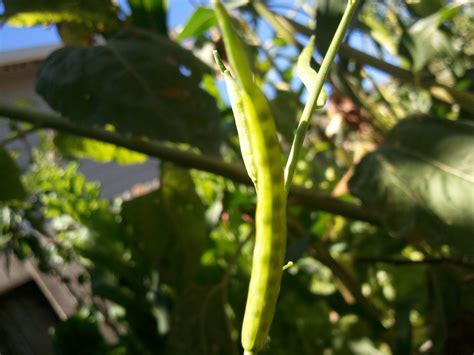 Apt Garden: How to Harvest Bok Choy Seeds