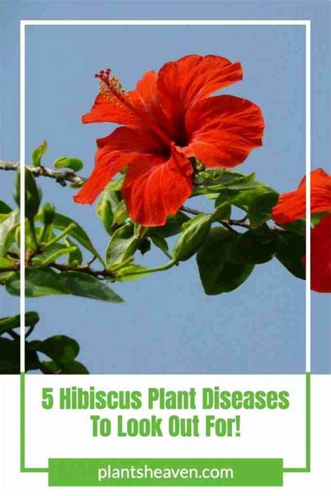 5 Hibiscus Plant Diseases To Look Out For! | Plants Heaven