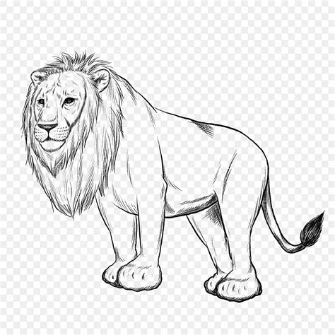 Standing Lion PNG Picture, Standing Lion, Stand, Lion Standing, Standing PNG Image For Free Download