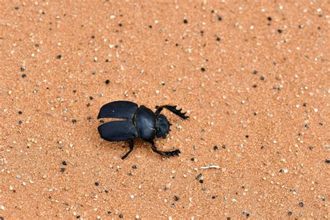 Desert Beetle Insect | Free stock photos - Rgbstock - Free stock images ...