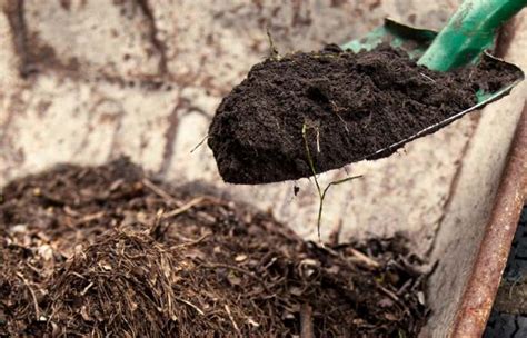 Which Is Better? Topsoil Vs Compost