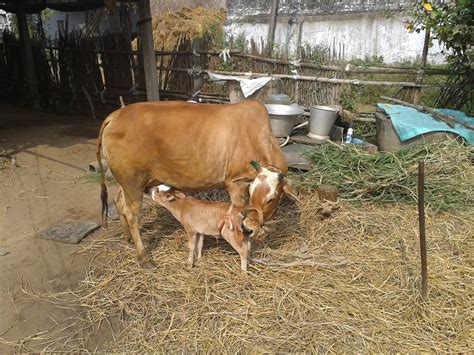 drpratapvet: punganur cow and calf of mine