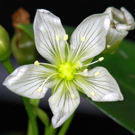 Non-insect-eating insectivorous plant « Botany One