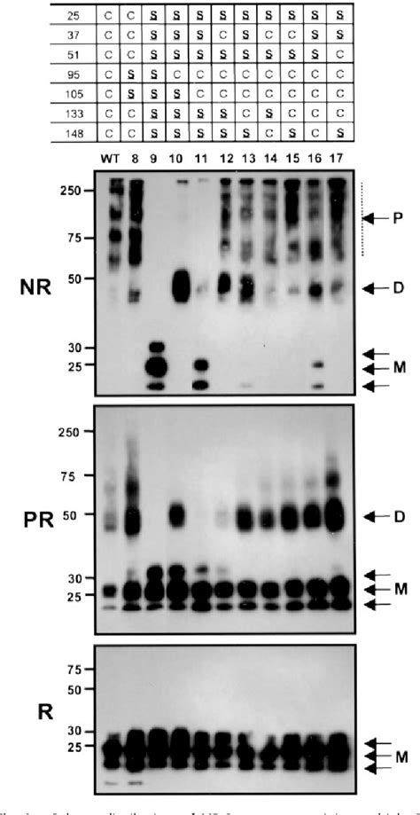 Figure 4 from The role of disulfide bonds in the assembly and function ...