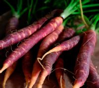 History of Carrots | Great British Carrots