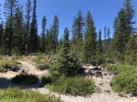 Beautiful Shot of the Deschutes National Forest Against the Clear Sky ...