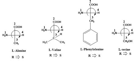 Of the 19 L amino acids, 18 have the S configuration at the alpha ...