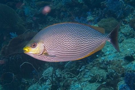 Streaked spinefoot (Siganus javus)