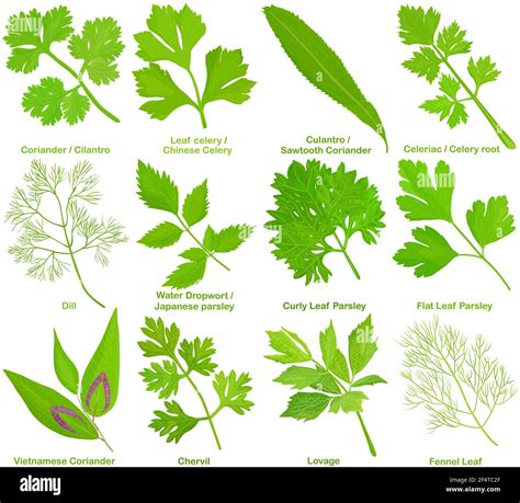 Coriander Vs Parsley