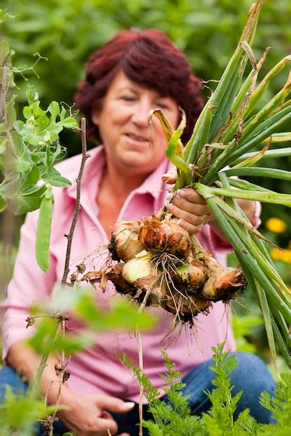 Premium Photo | Woman harvesting onions in garden