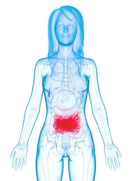 A diseases small intestine stock illustration. Illustration of inside ...