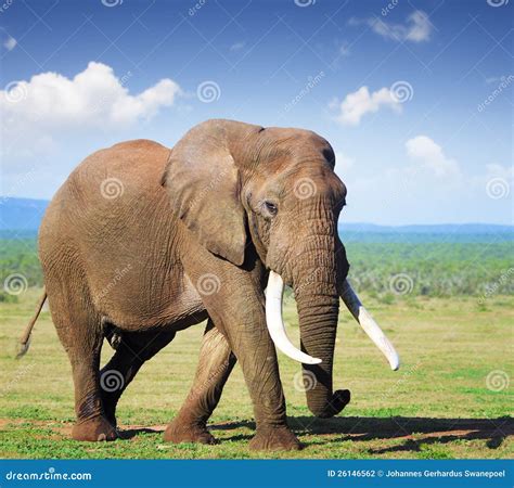 Elephant with large tusks stock photo. Image of grass - 26146562