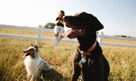 Are Labs Good Family Dogs? - The Upper Pawside