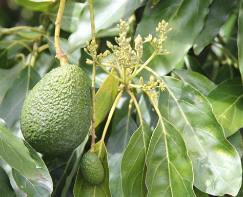 Baby Avocados on the Avocado Trees - California Avocados