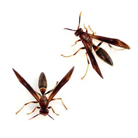 Paper Wasp Exterminators - Control - Removal | Las Vegas