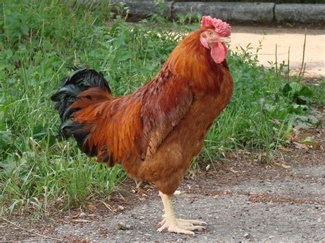 File:Poltava chicken breed male1.jpg - Wikipedia