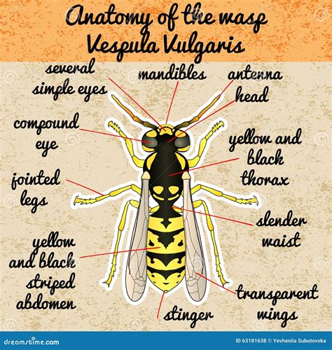 Insect Anatomy.Wasp. Vespula Vulgaris. Sketch Of Vector Illustration ...