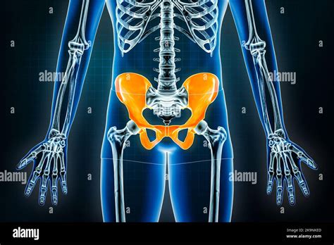 Pelvic Girdle Labeled