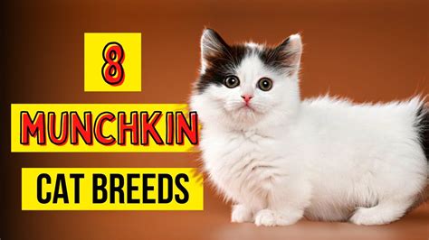 8 Munchkin Cat Breeds - YouTube