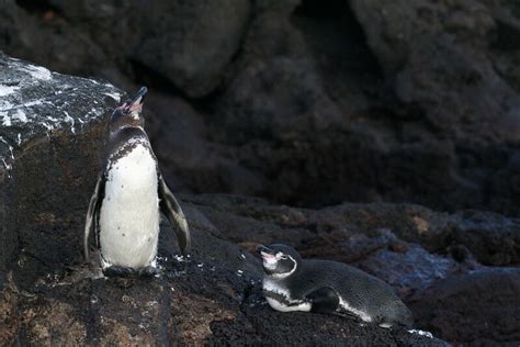 12 Interesting Galapagos Penguin Facts - MarinePatch