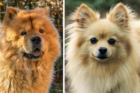 Chow Chow Pomeranian Mix: Complete Guide to a Teddy Bear Spitz | Fluffy ...