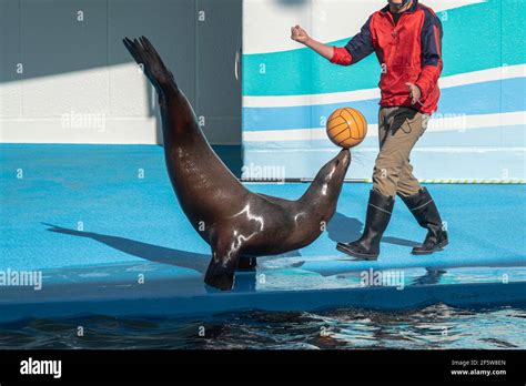 sea lion playing ball at performance show Stock Photo - Alamy