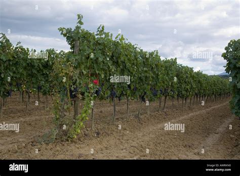 Grape vineyard near Montepulciano Italy Stock Photo - Alamy