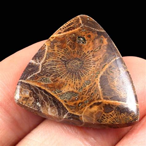 Natural Fossil Coral Trillian Shape Loose Gemstone Cabochon / | Etsy ...