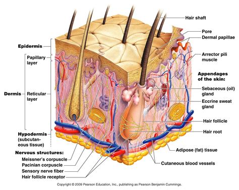 Skin Structure Diagram Labelled Diagram Skin Structure - Diagram Body ...