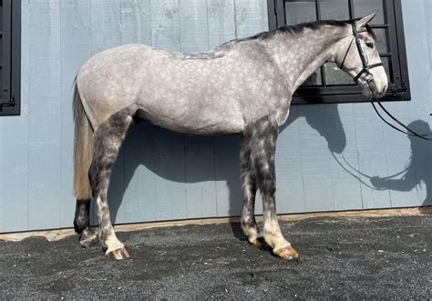 Sport Horse Nation Spotlight: Dappled Greys for Days | Eventing Nation ...