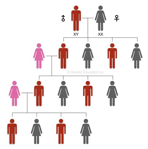 Explaining the Y chromosome: Definition, Structure and Function ...