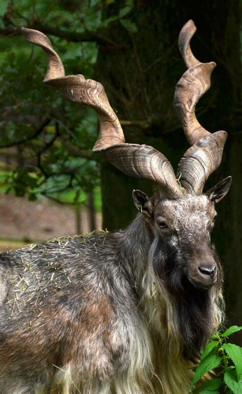 🔥 The markhor goat's impressive spiral horns 🔥 : r/NatureIsFuckingLit