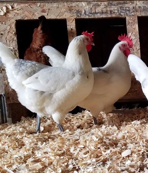 Austra White - White Egg Laying Chickens for Sale | Cackle Hatchery