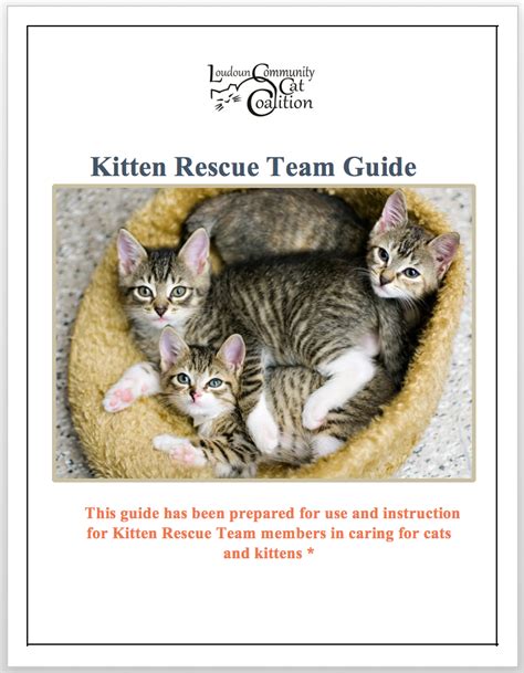 Kitten Rescue Team Foster program — Loudoun Community Cat Coalition