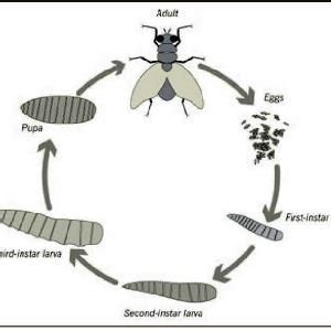 Lifecycle of Hermetia illucens. (ecosolutions.com) | Download Scientific Diagram