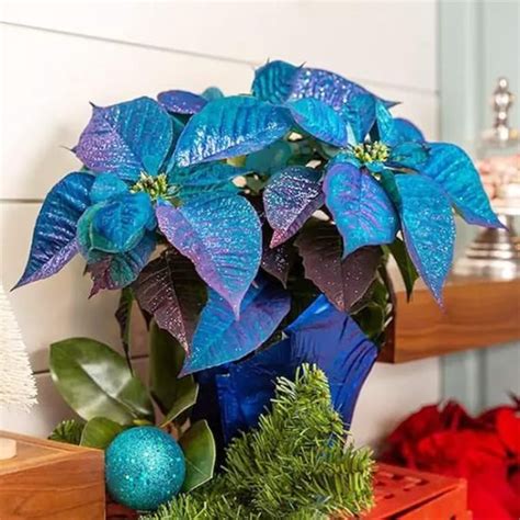 Are Blue Poinsettias Real | Blue Poinsettia Varieties | Balcony Garden