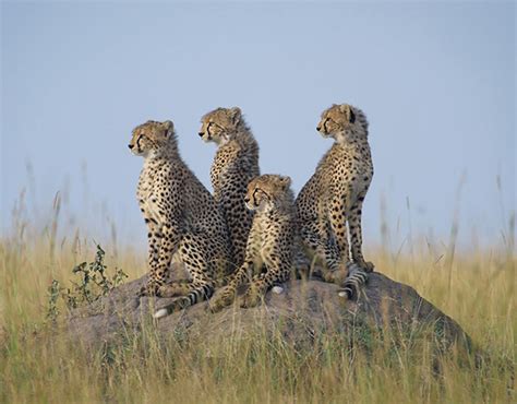 Cheetah's sit in their natural habitat | Africa's most iconic cat | Pictures | Pics | Express.co.uk