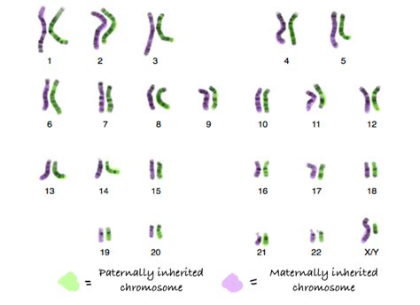 Chromosomes and DNA Packaging | Biology for Majors I