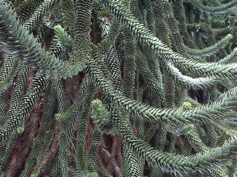 Monkey Tail Tree | www.livingthegreenelife.com | Robby Green | Flickr