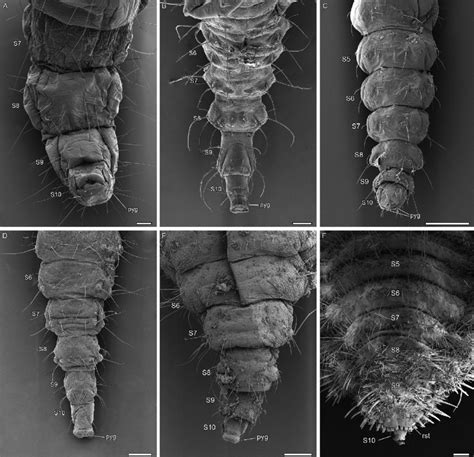 Abdomen of lacewing larvae at scanning electron microscope. In ventral... | Download Scientific ...