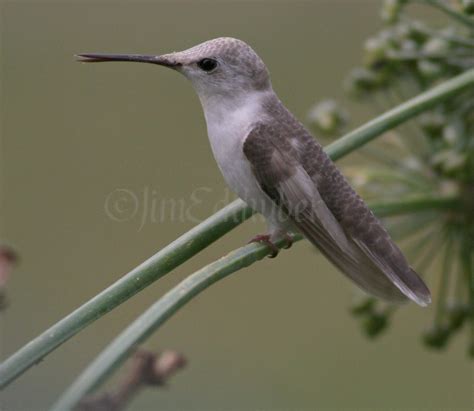 Leucistic Ruby-throated Hummingbird - Window to Wildlife - Photography ...