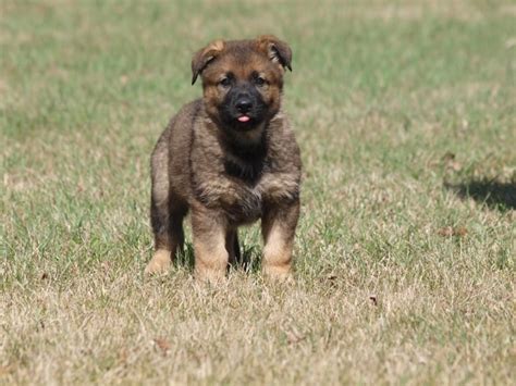 RCMP puppies trained in Alberta named in annual contest | CBC News