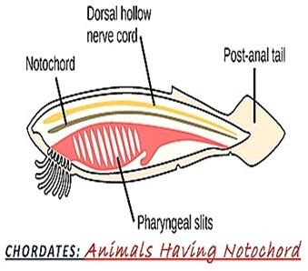 PHYLUM and examples of organism which has presence of notochord at i)some stage of life ii) no ...