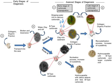 Model for diagenesis routes in Quaternary fossils from tropical ...